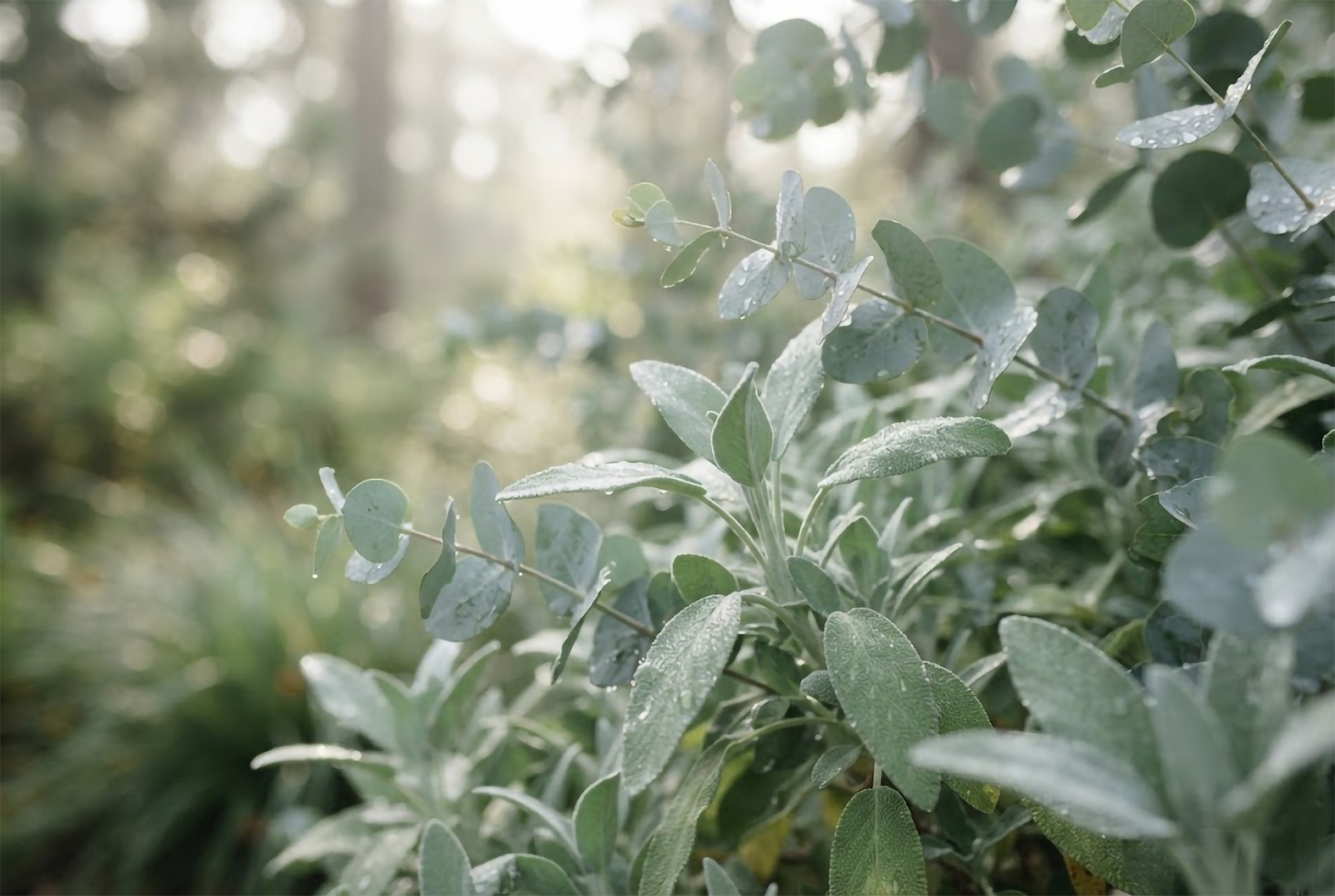 Sage and eucalyptus leaves with dew in soft morning light