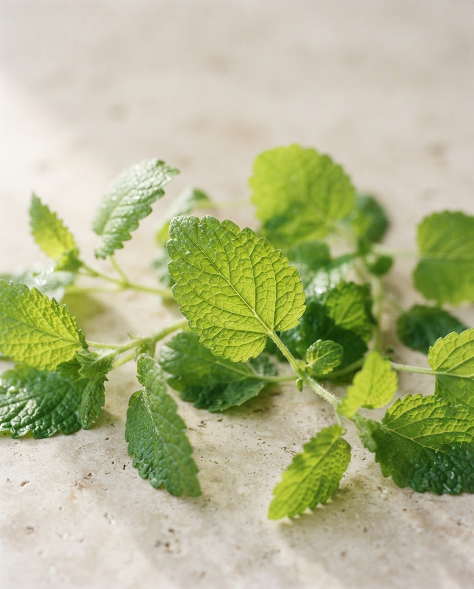 Fresh lemon balm sprigs with bright green crinkled leaves laid on pale cream stone in morning light